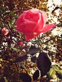 Close-up of pink rose