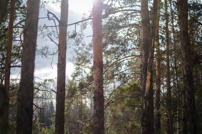 Trees in forest