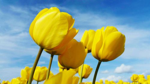 Close-up of yellow flowers blooming against sky