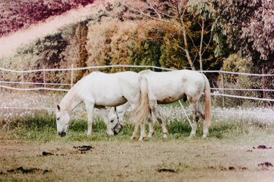 Horse grazing in field