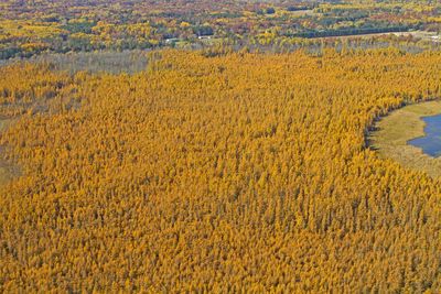 High angle view of yellow flowers growing on field