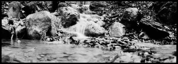 Stream flowing through forest