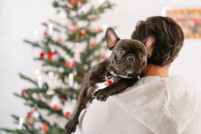 Portrait of young dog owner man with french bulldog on christmas tree