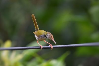 Close-up of bird perching on leaf