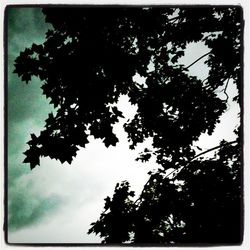 Low angle view of trees against sky