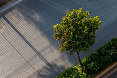 High angle view of flowering plant by road