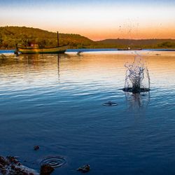 View of swans swimming in lake