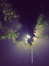 Low angle view of trees against sky