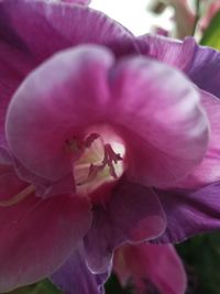 Close-up of pink rose flower