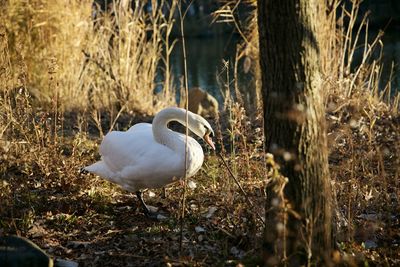 Swans swimming in lake