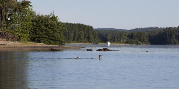 Ducks swimming in lake against sky