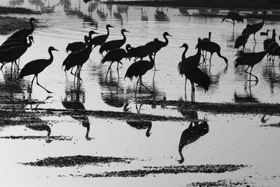 Birds in calm water