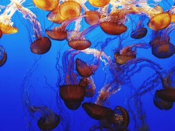 Jellyfish swimming in sea