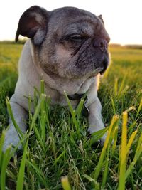 Close-up of dog on field against sky