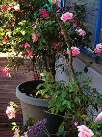 High angle view of potted plants in yard