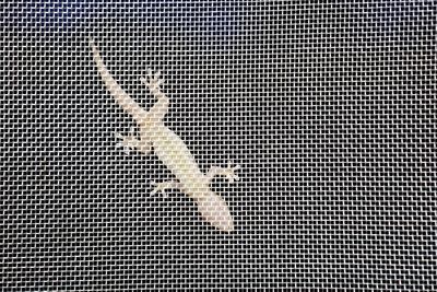 Close-up of lizard on metal grate