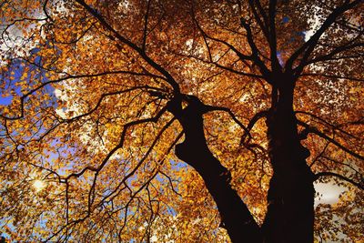 Low angle view of silhouette tree against sky during autumn