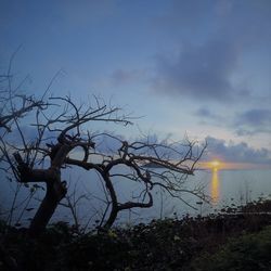 Tree against sky during sunset