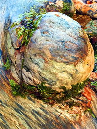 Close-up of tree trunk