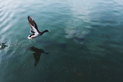 High angle view of duck swimming in lake