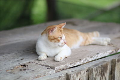 Cat resting on wood