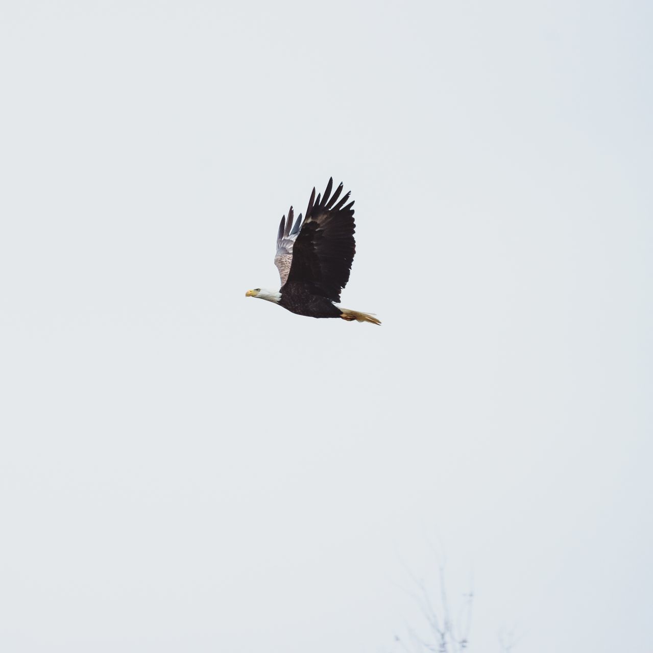 LOW ANGLE VIEW OF EAGLE FLYING