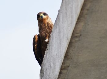 Low angle view of eagle perching on wooden post against sky