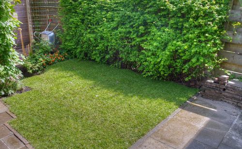 Plants and trees in park