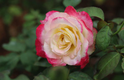 Close-up of pink rose