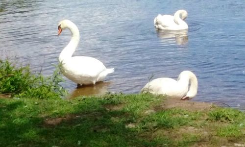 White swans at lakeshore