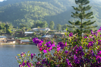 Close-up of pink flowering plants by river