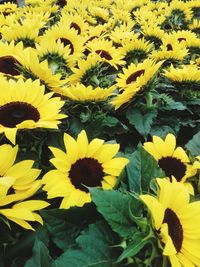 Close-up of yellow flowering plant