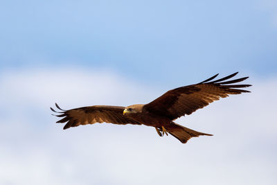 Low angle view of eagle flying in sky