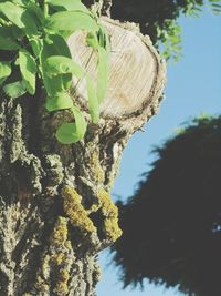 Close-up of plant against trees