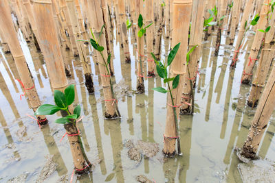 High angle view of bamboo plants in lake