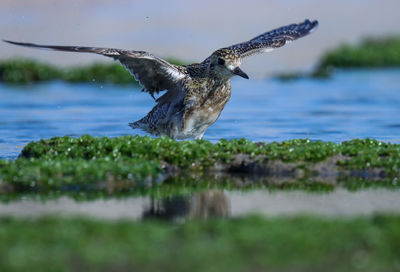 Bird flying over lake. pluvialis fulva. pacific golden plover on the beach. water bird. bird. 