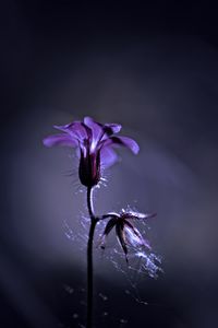 Close-up of purple flowering plant