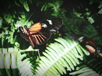 Close-up of butterfly perching on leaf