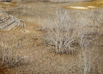 High angle view of dry plants on land