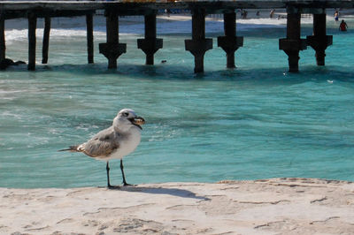 Bird perching on shore