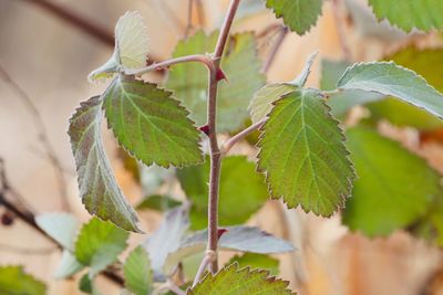 Close-up of fresh green leaves