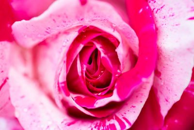 Close-up of wet pink rose