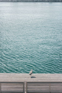 High angle view of bird on pier
