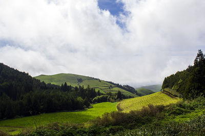 Panoramic shot of trees on field against sky