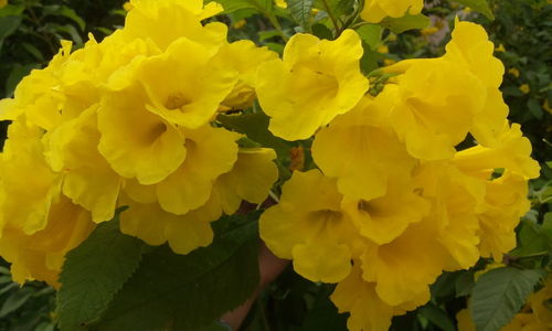 Close-up of yellow flower