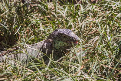 Close-up of lizard on grassy field