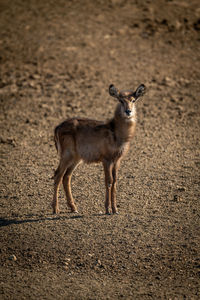 Young female common waterbuck stands on gravel