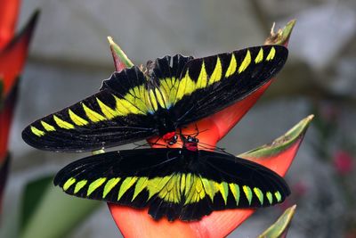 Close-up of butterfly pollinating on flower