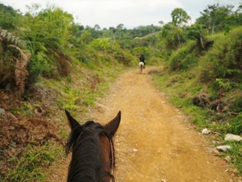 Rear view of horse on dirt road in forest 