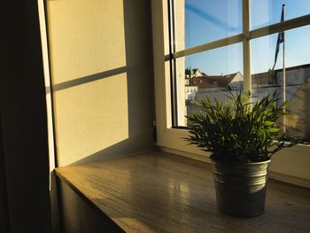 Potted plant by window in house